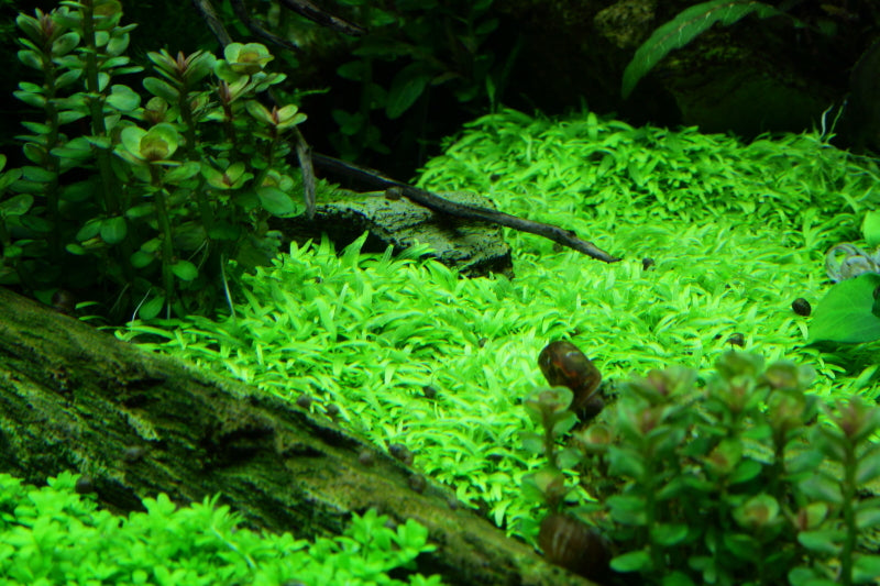 Utricularia graminifolia