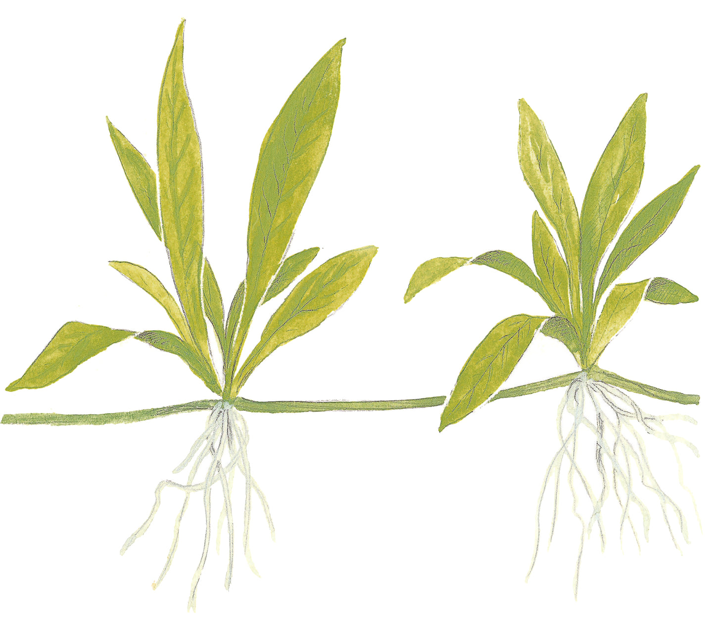Helanthium 'Quadricostatus'