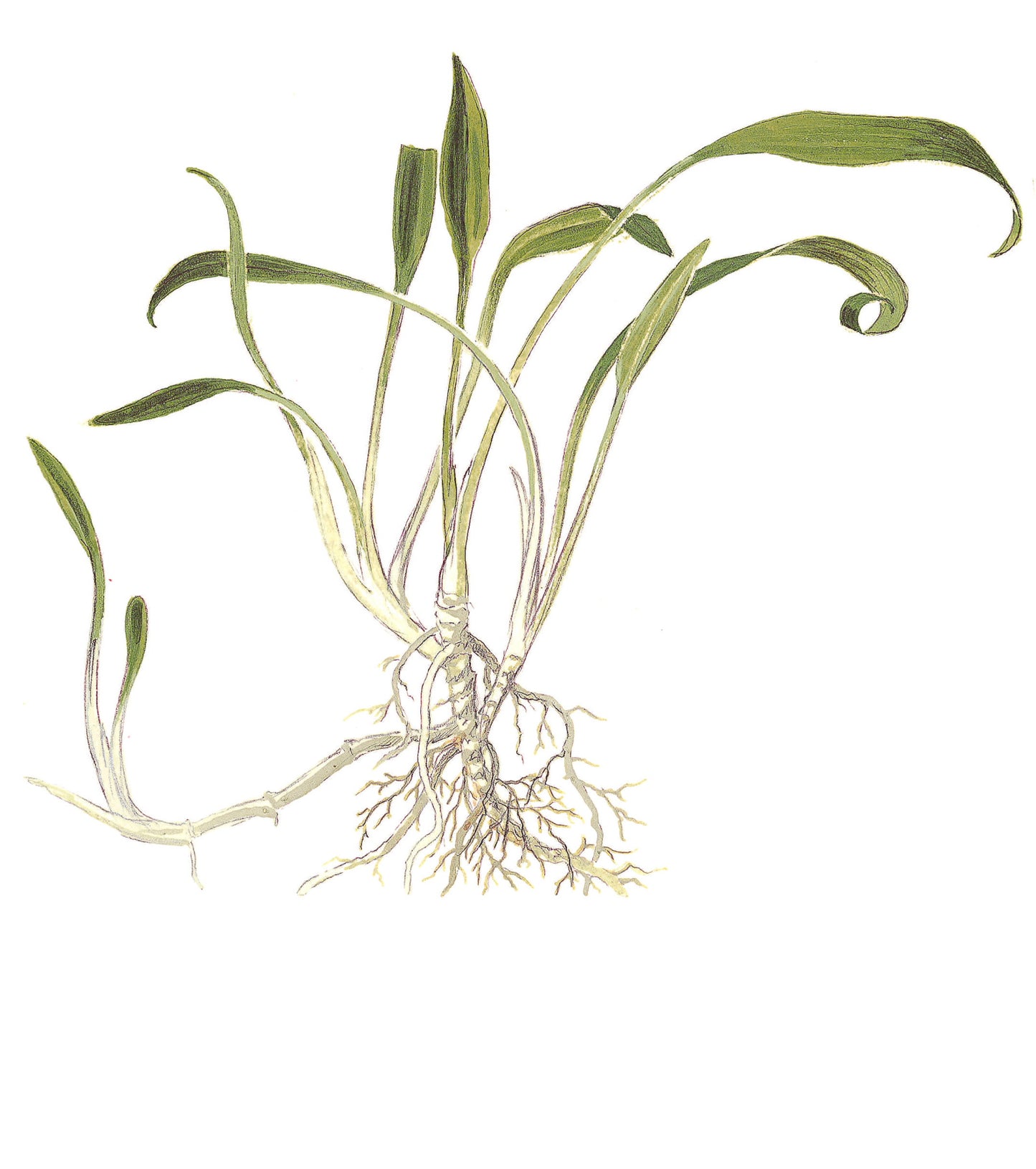 Cryptocoryne parva