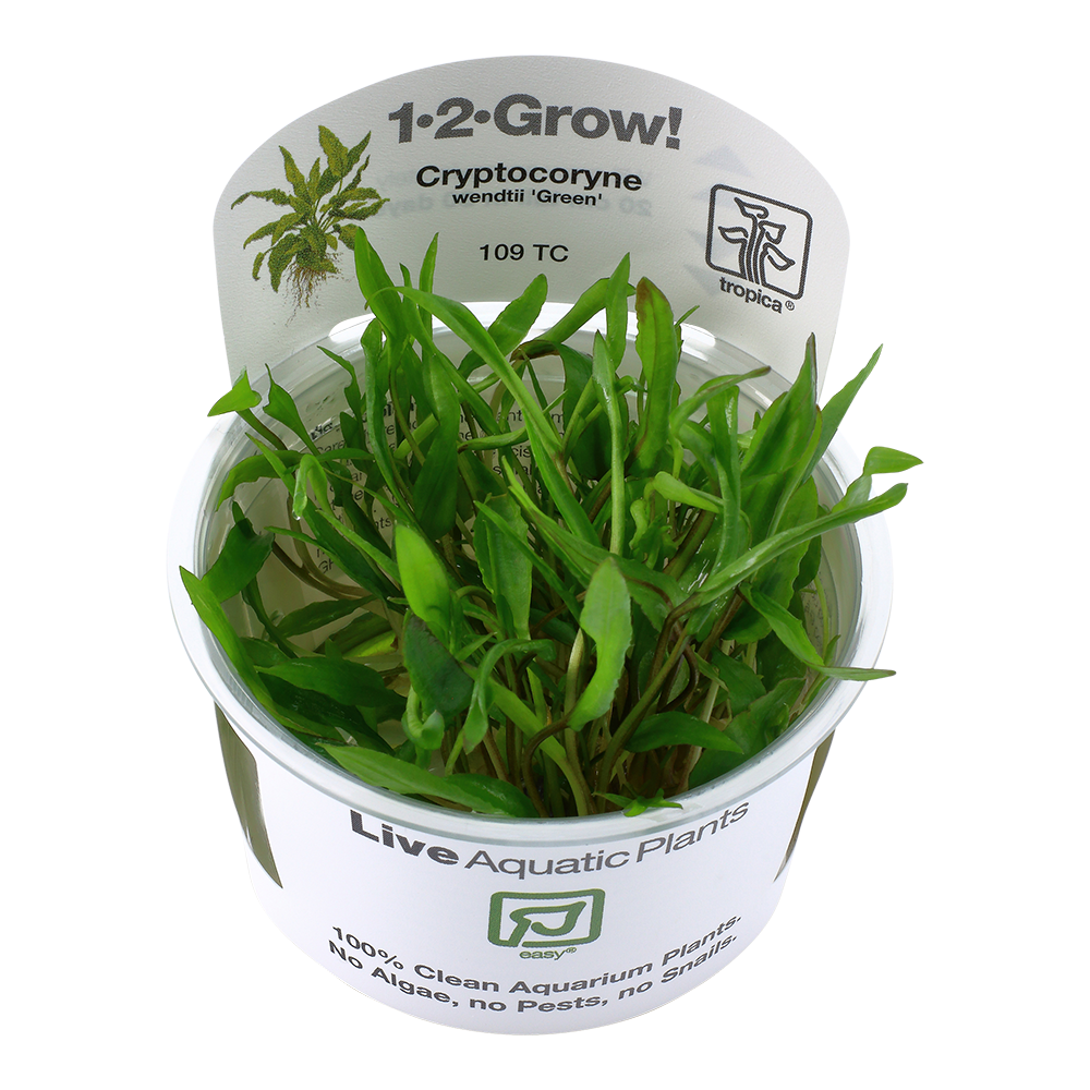 Cryptocoryne wendtii 'Green'