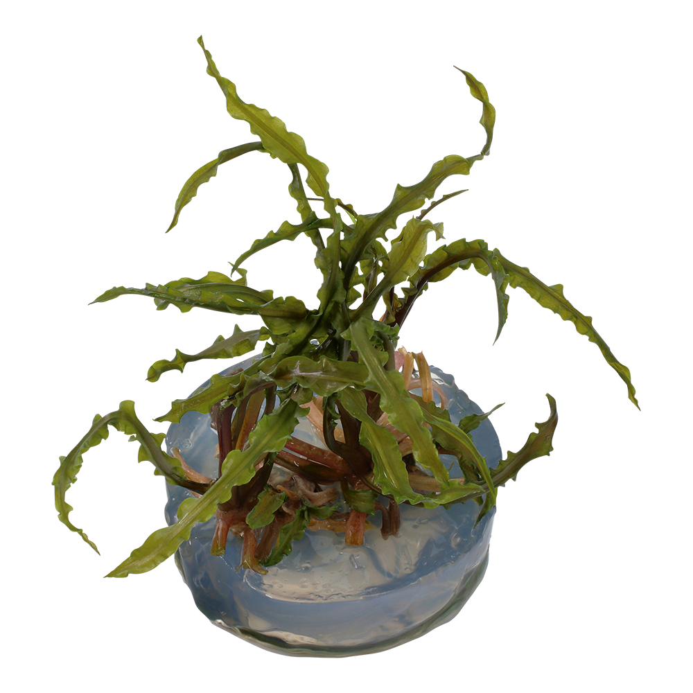 Cryptocoryne crispatula