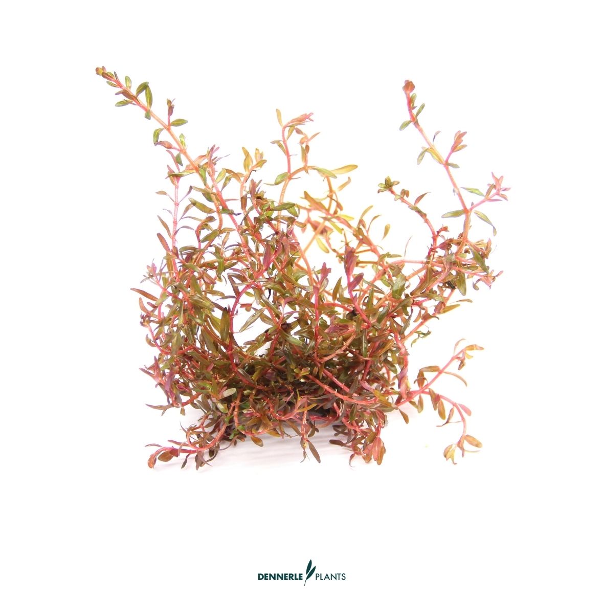 Rotala Rotundifolia 'H'ra'