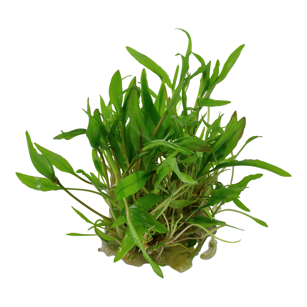 Cryptocoryne wendtii 'Green'