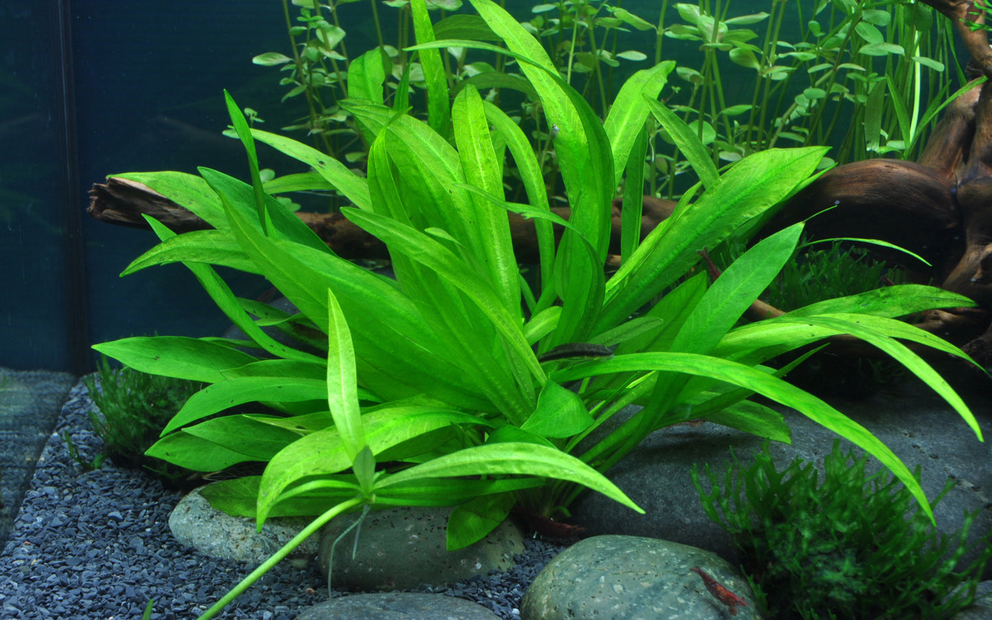 Helanthium 'Quadricostatus'