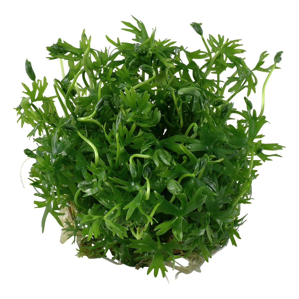 Ranunculus inundatus