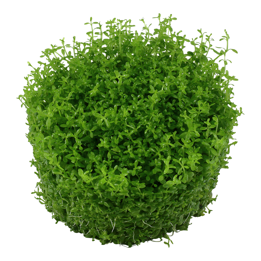 Micanthemum callitrichoides 'Cuba'