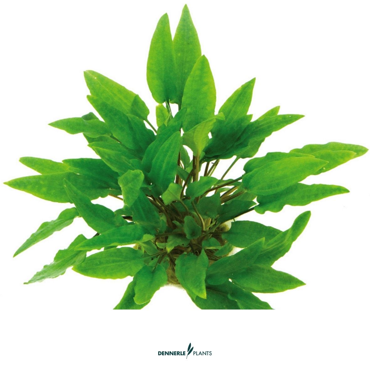 Cryptocoryne wendtii 'Green'