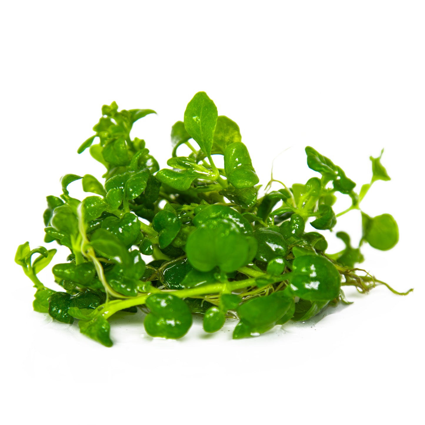 Hygrophila serpyllum