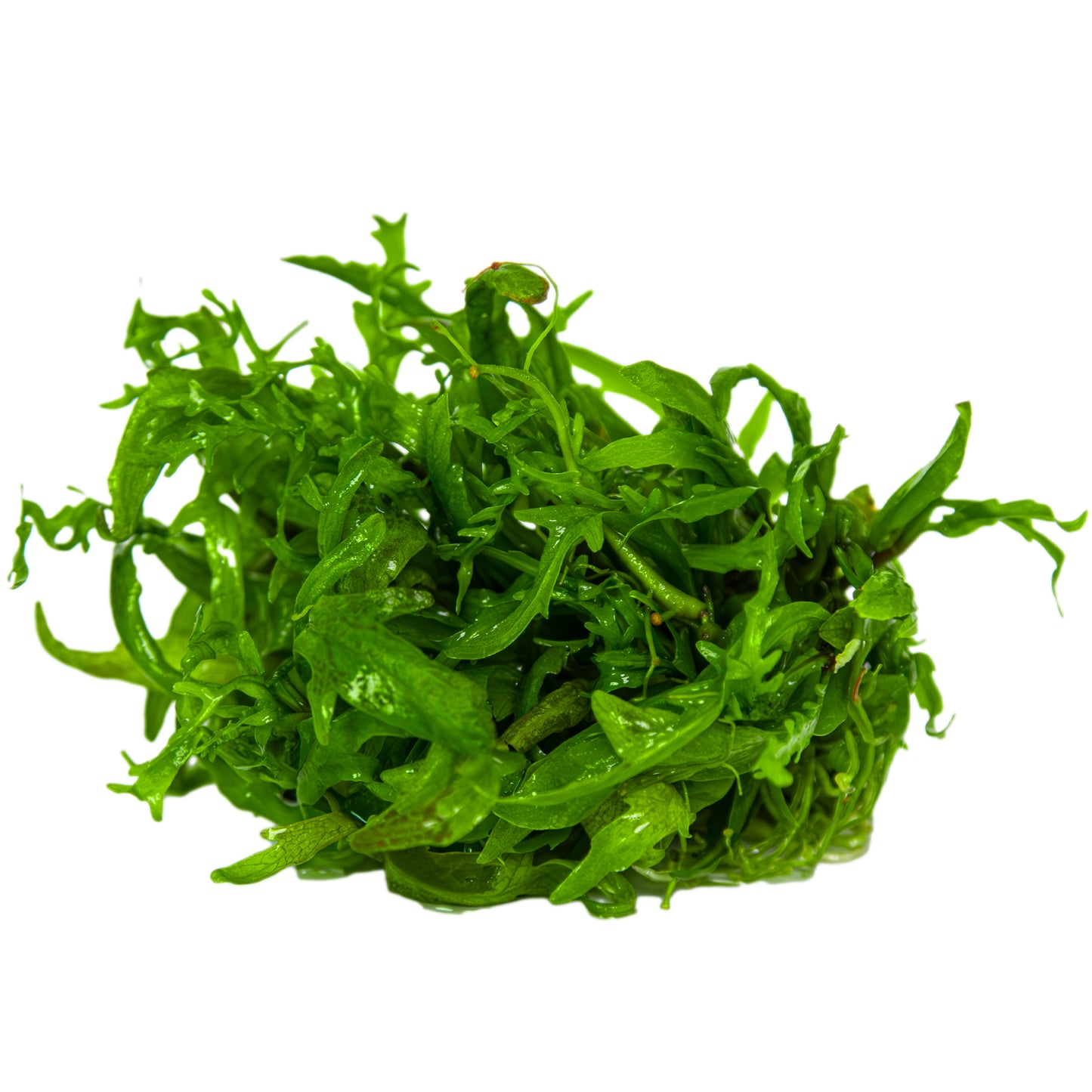 Hygrophila odora