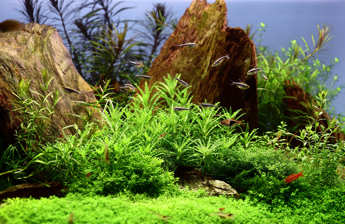 Pogostemon helferi