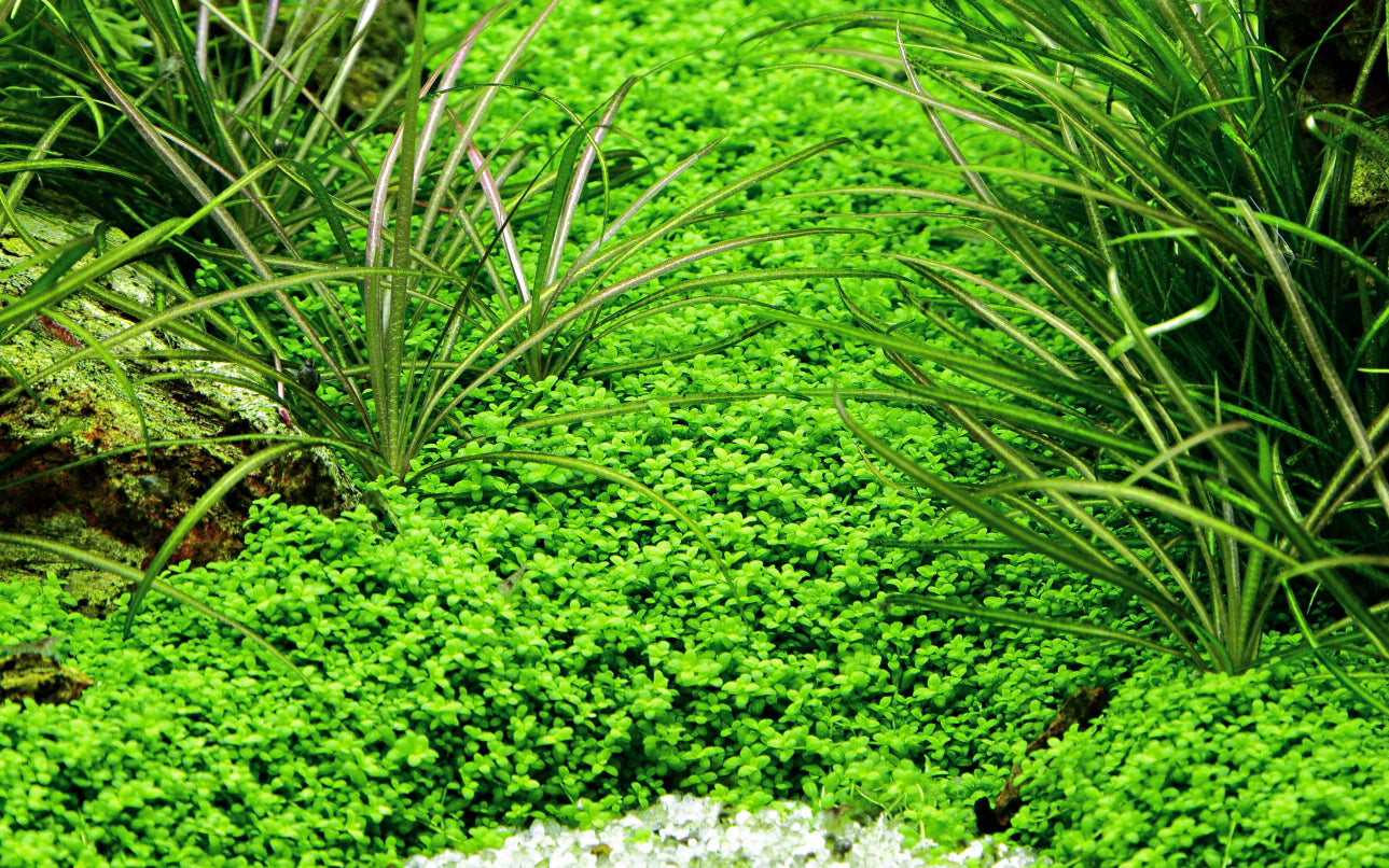 Micanthemum callitrichoides 'Cuba'