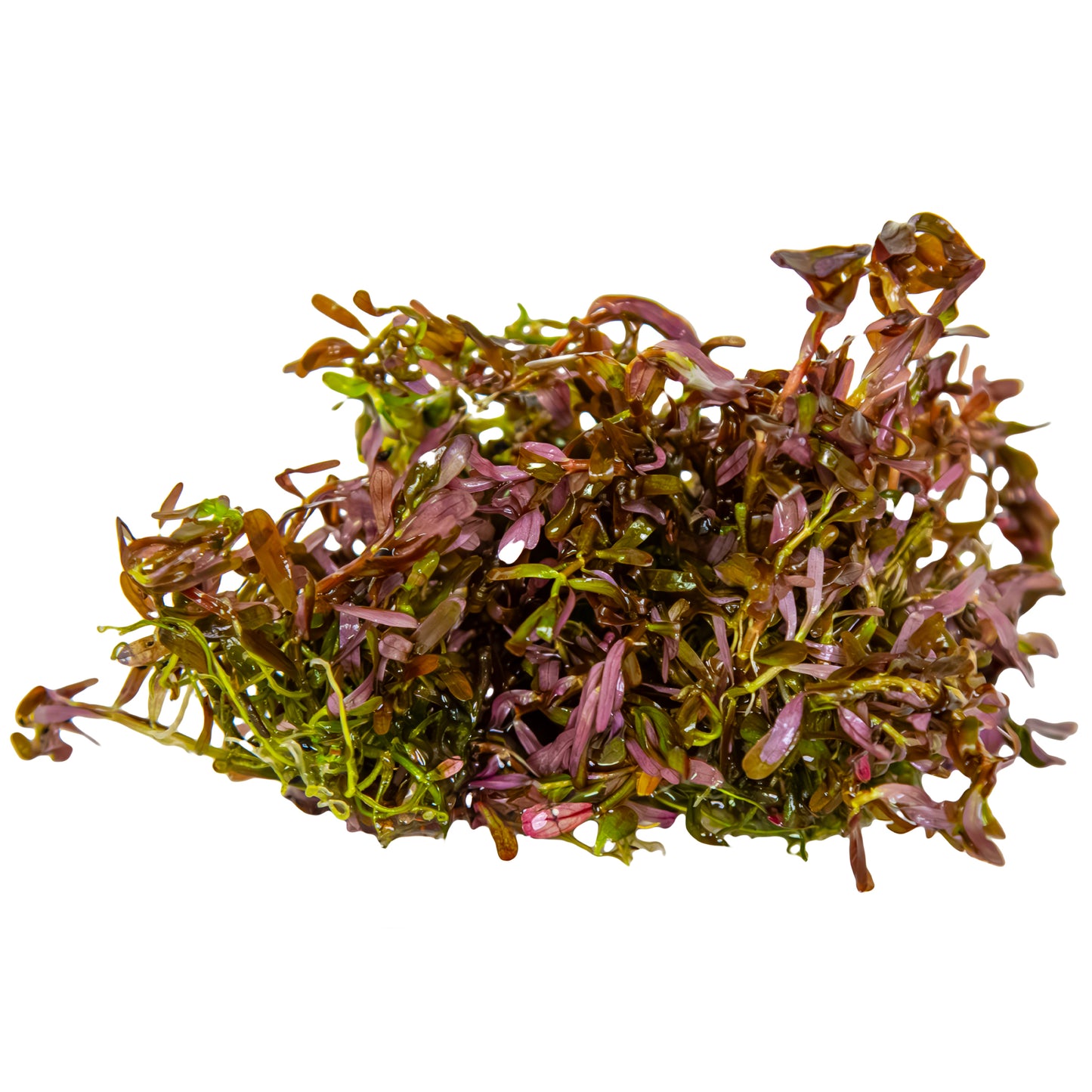 Rotala rotundifolia 'Blood Red'