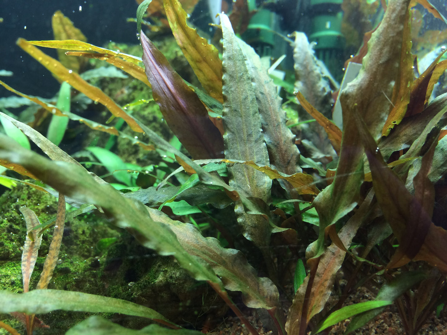 Cryptocoryne undulatus 'Broad Leaf'