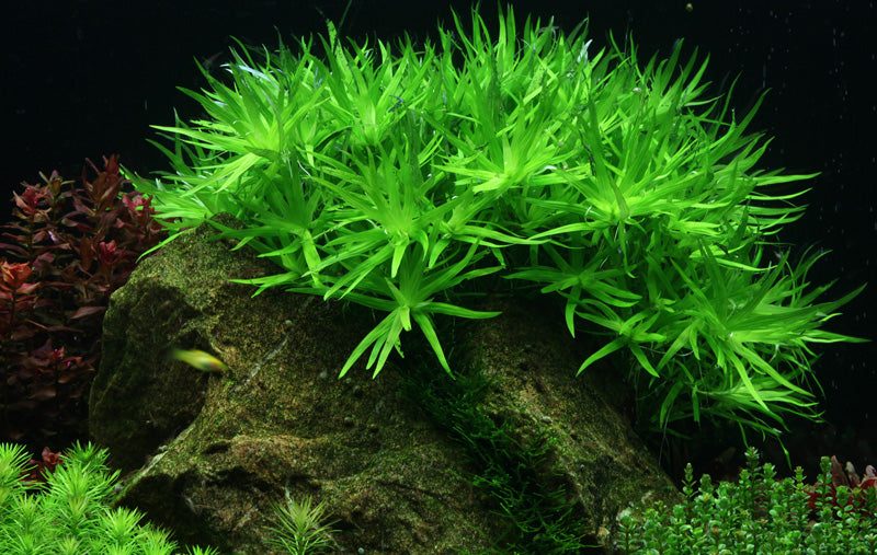 Heteranthera zosterifolica