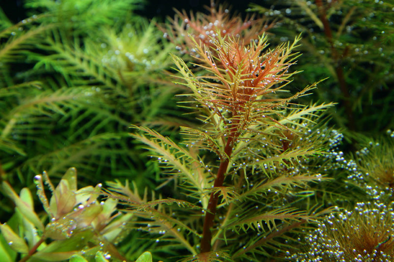 Proserpinaca palustris 'Cuba'