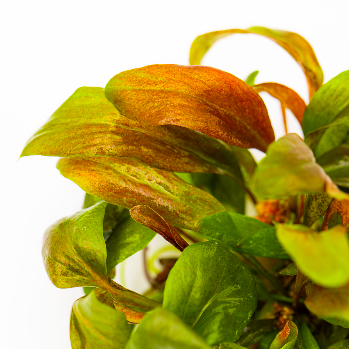 Lysimachia parvifolia ‘Red’