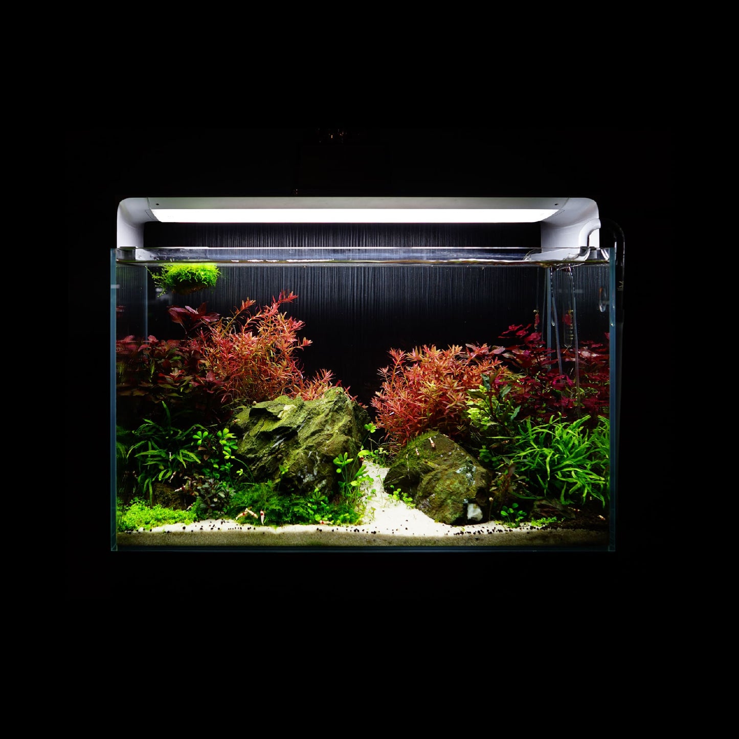 ONF Flat One+ Standard (YW 60cm)