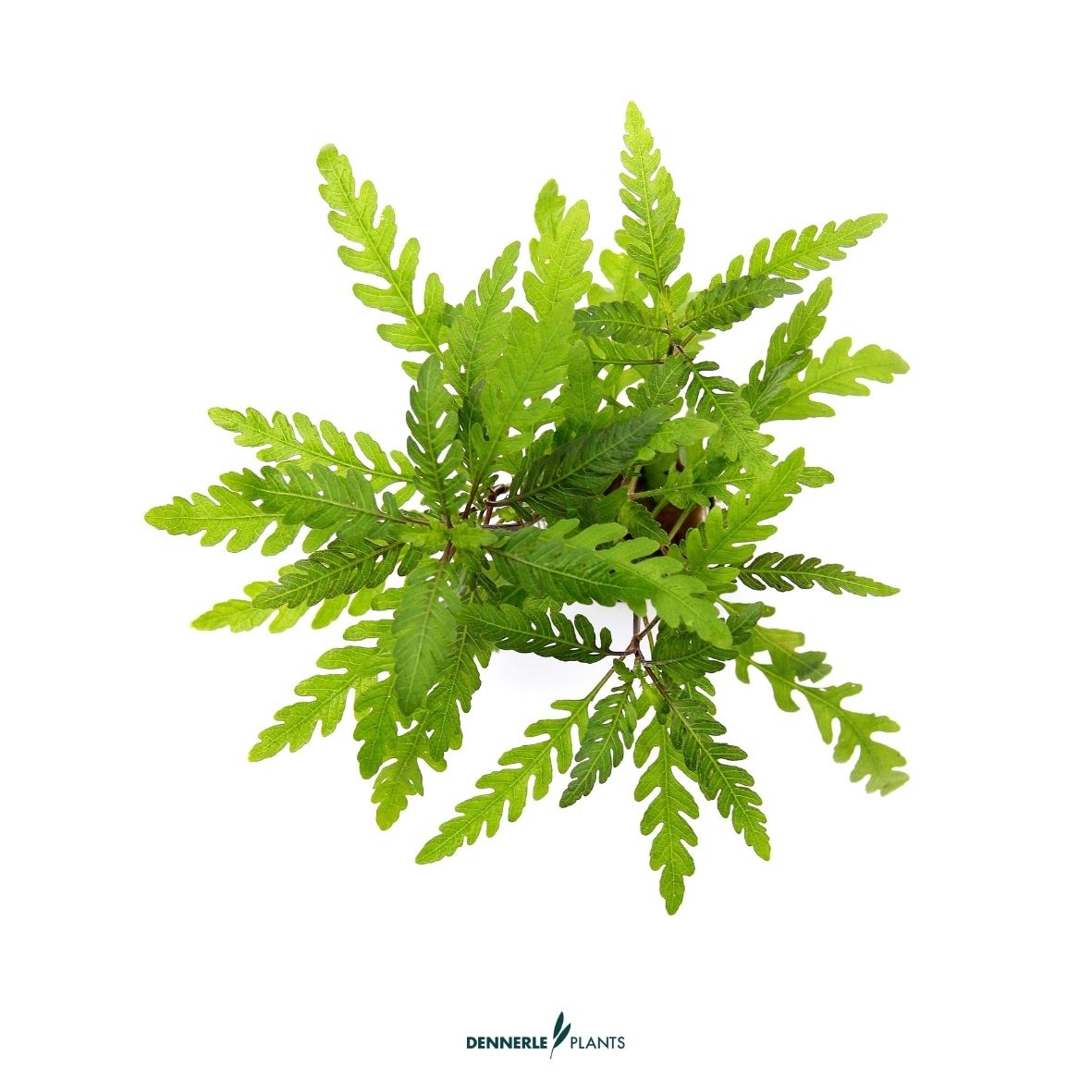 Hygrophila pinnatifida