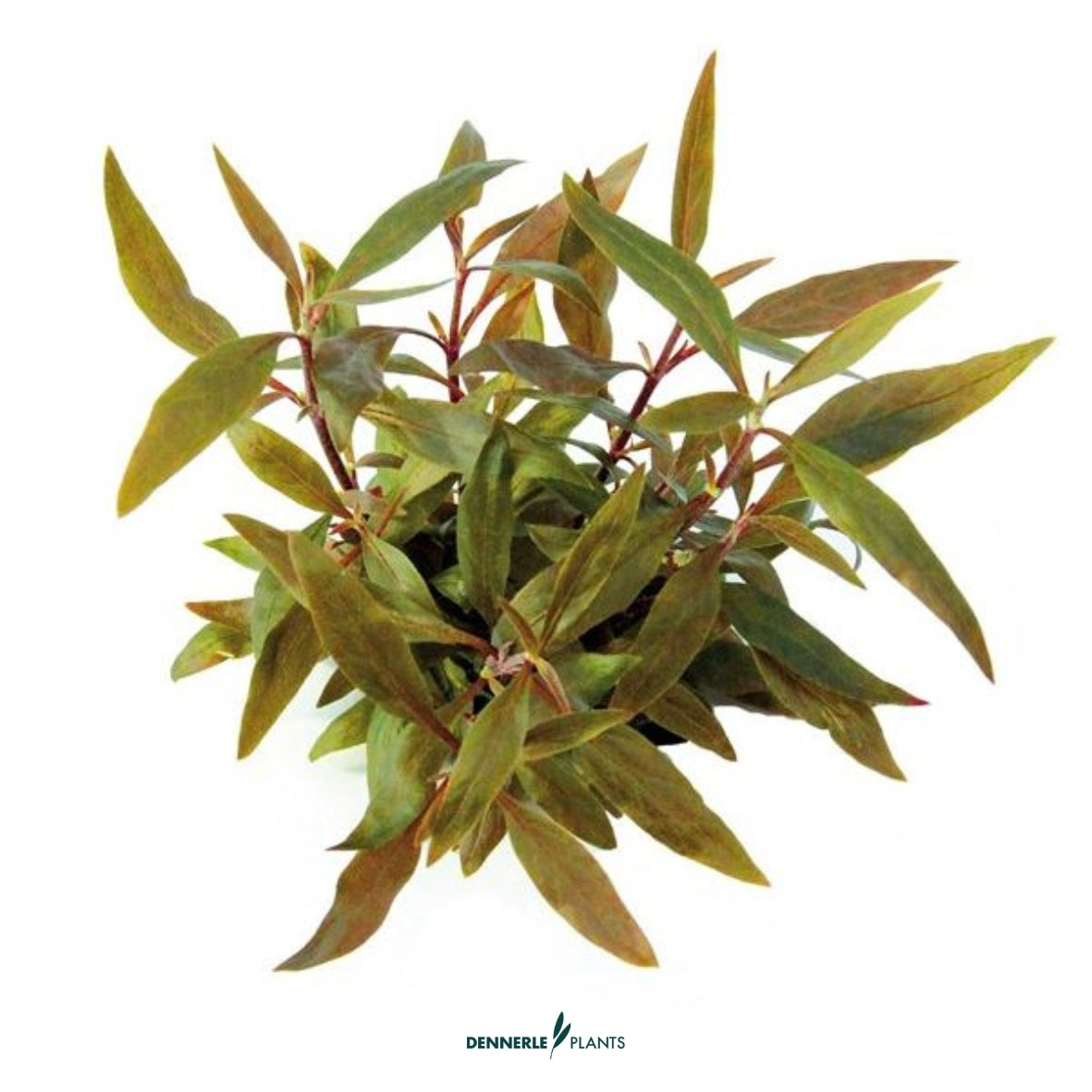 Alternanthera reineckii 'Mini'