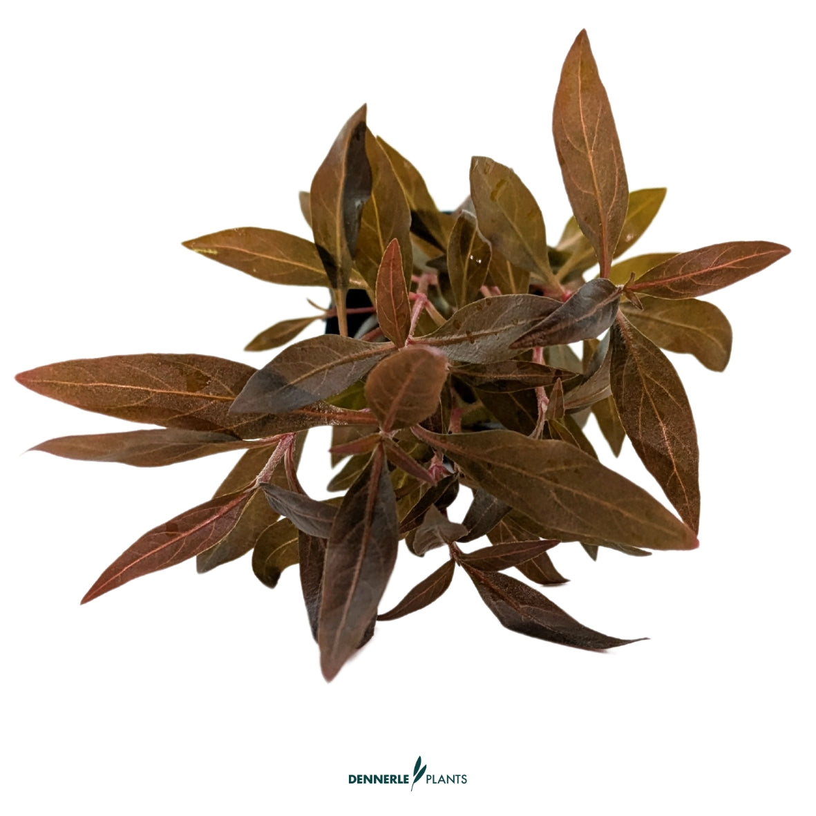 Alternanthera reineckii 'Mini'