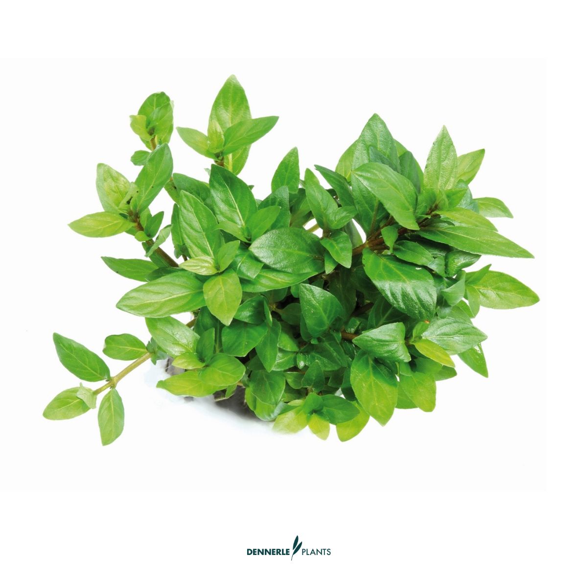 Staurogyne repens
