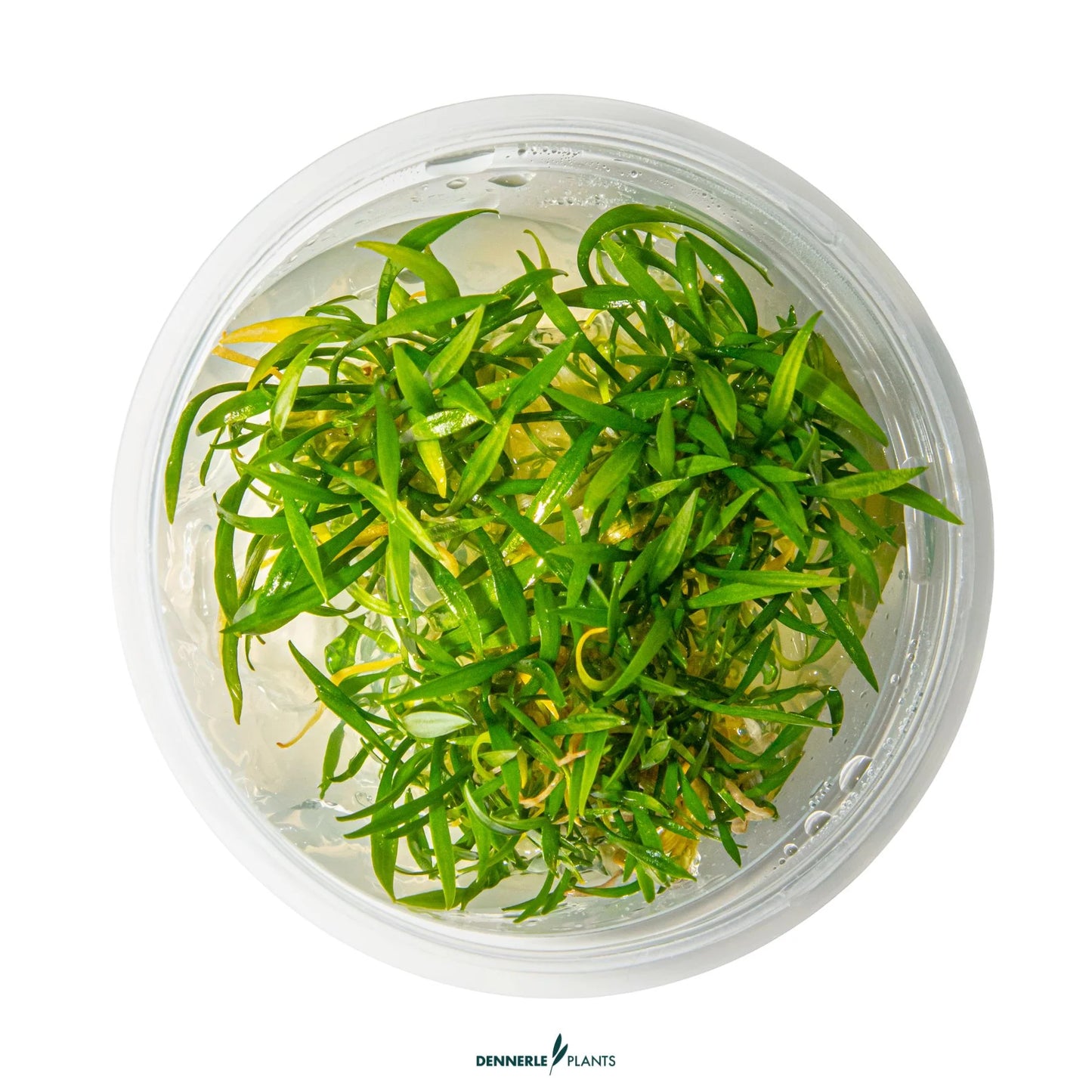 Cryptocoryne parva