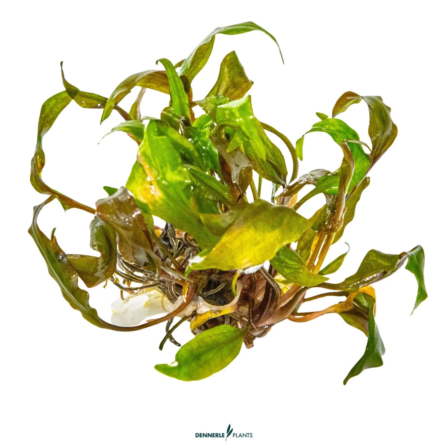 Cryptocoryne undulata 'Broad Leaf'