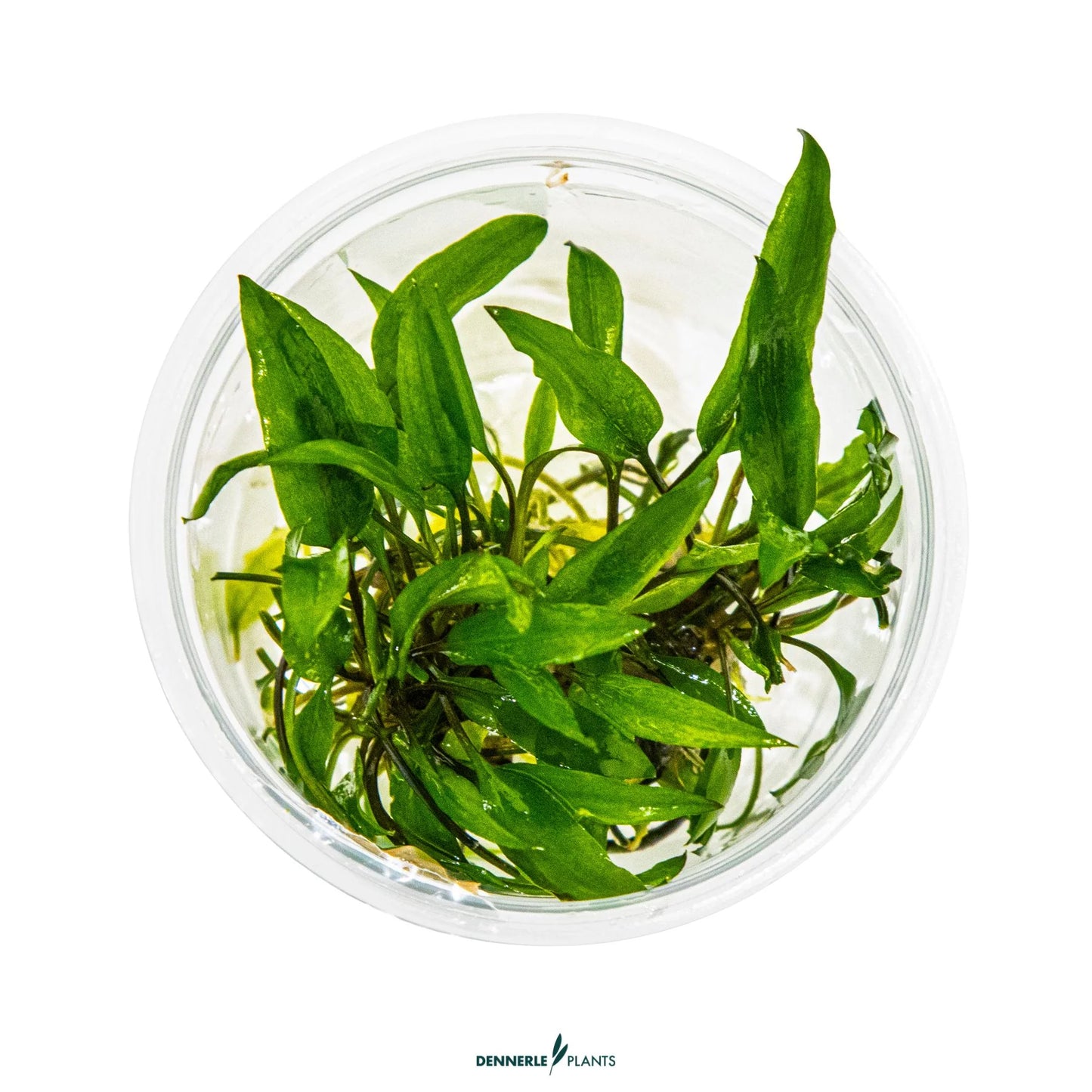 Cryptocoryne wendtii 'Green'