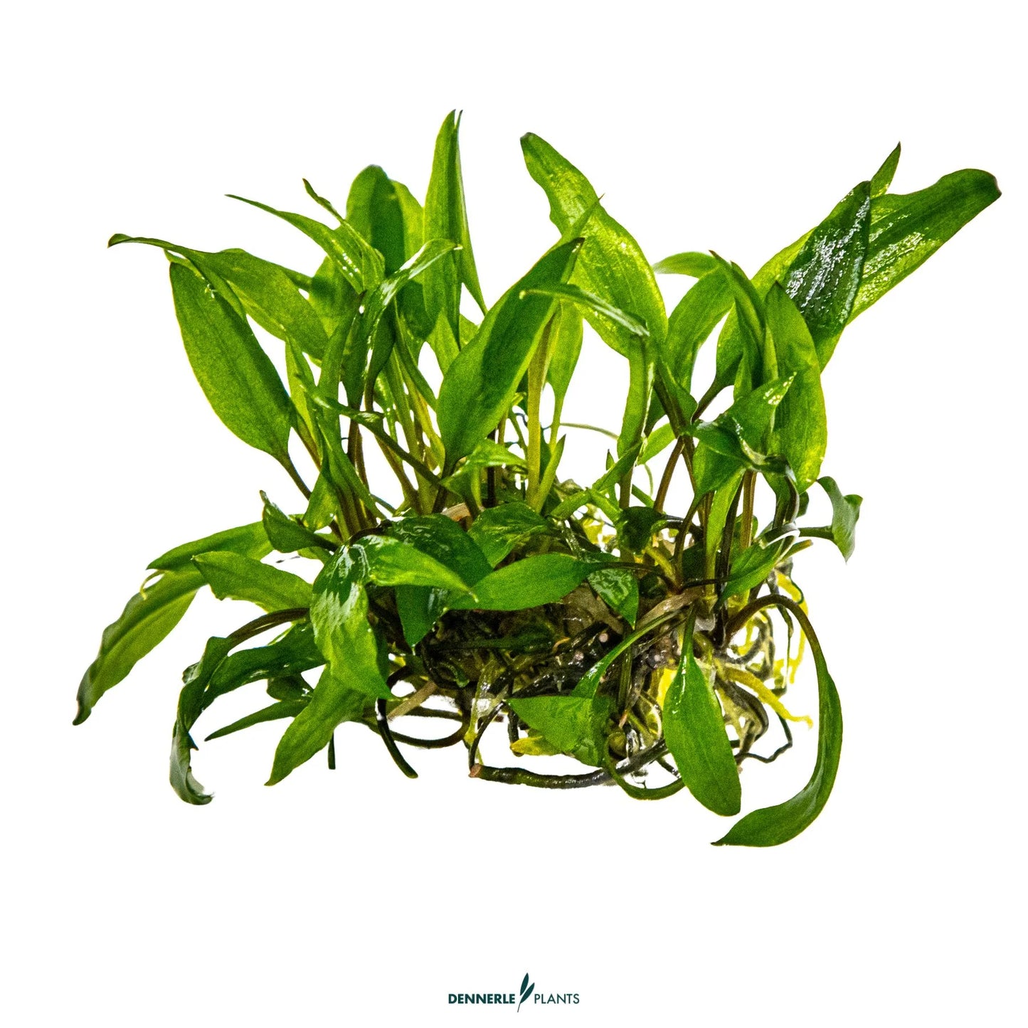 Cryptocoryne wendtii 'Green'