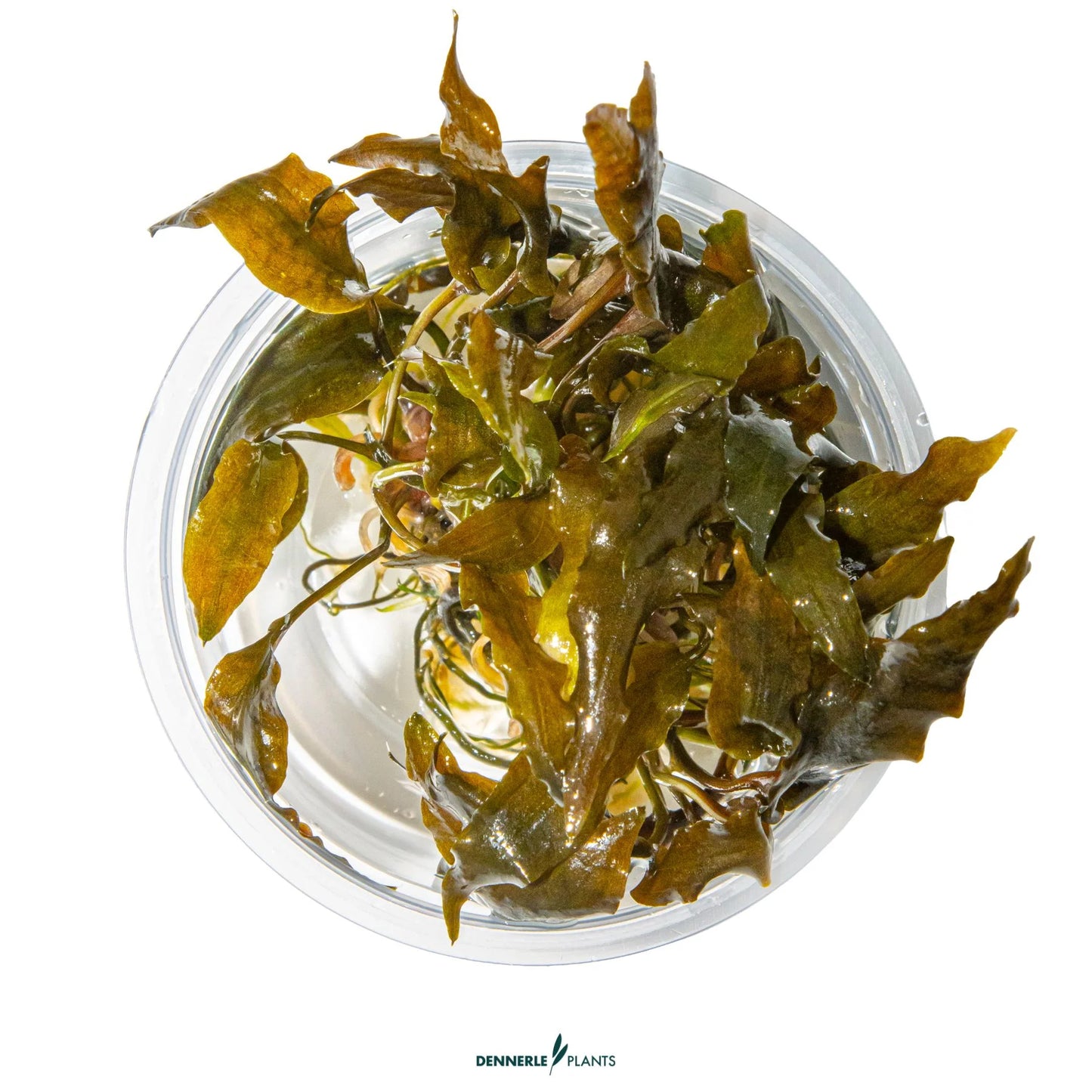 Cryptocoryne wendtii 'Mi Oya'
