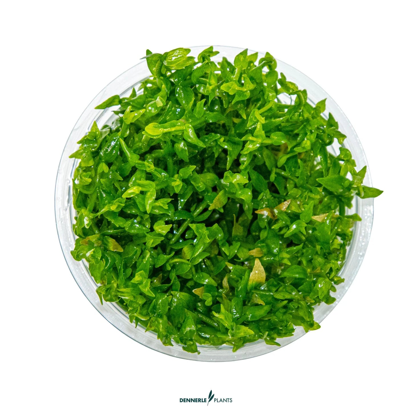 Gratiola viscidula