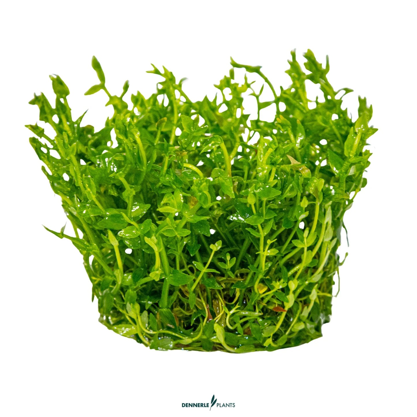 Gratiola viscidula