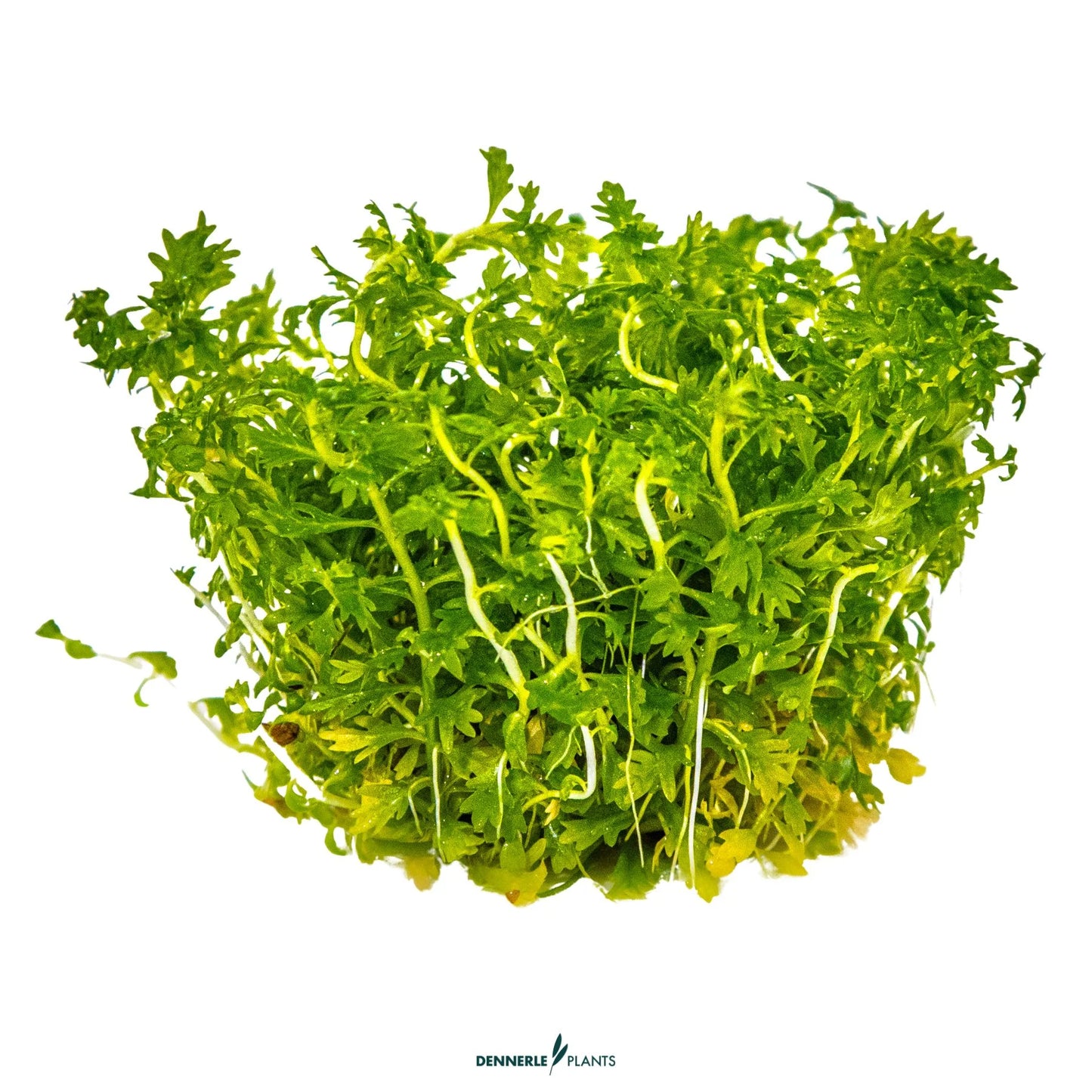 Hottonia palustris