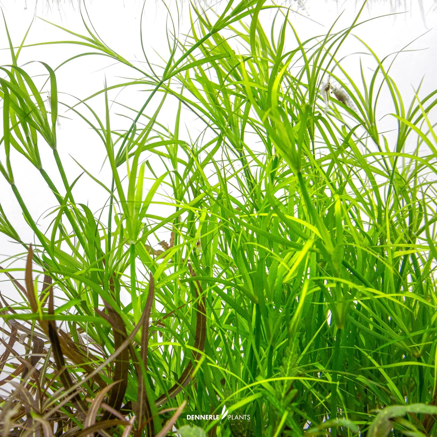 Juncus repens