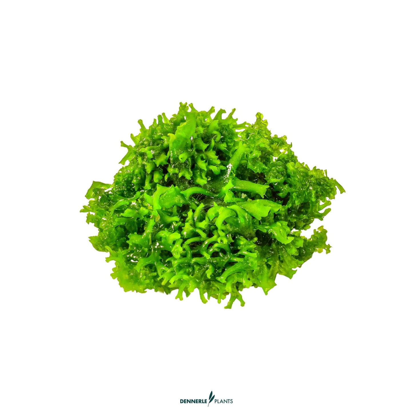 Monosolenium tenerum