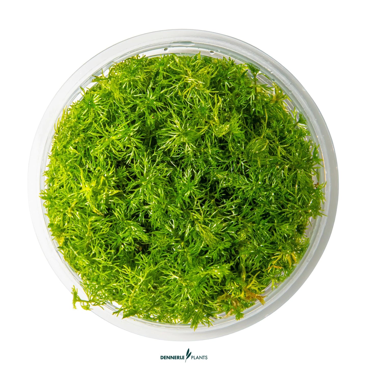Myriophyllum sp. 'Guyana'