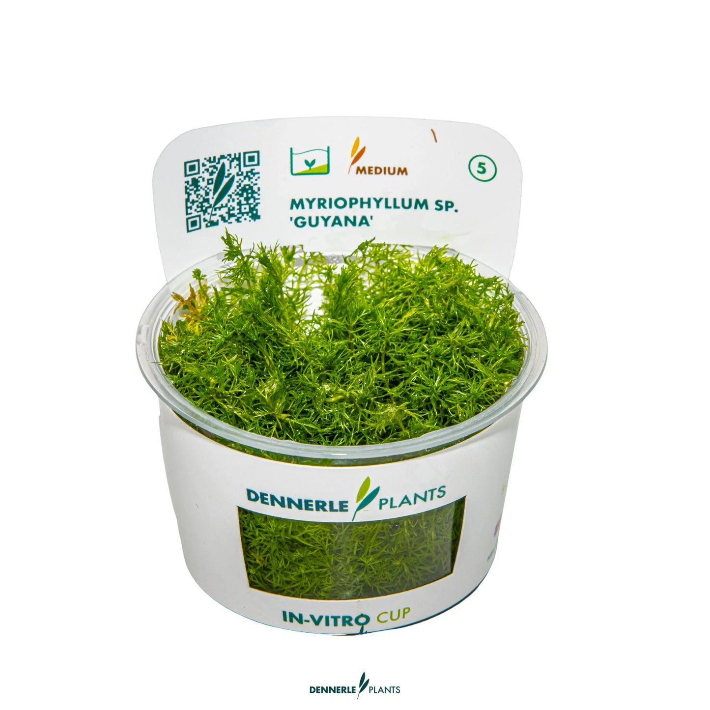 Myriophyllum sp. 'Guyana'
