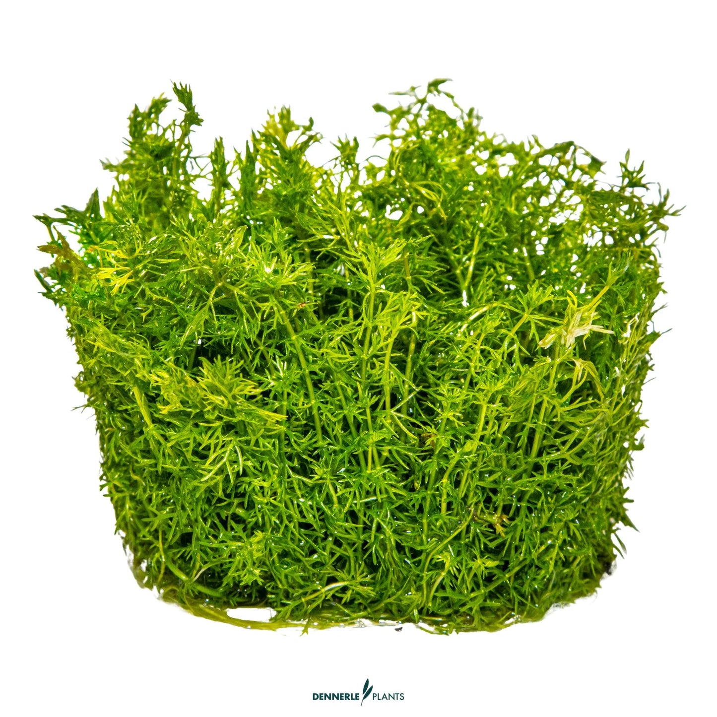 Myriophyllum sp. 'Guyana'