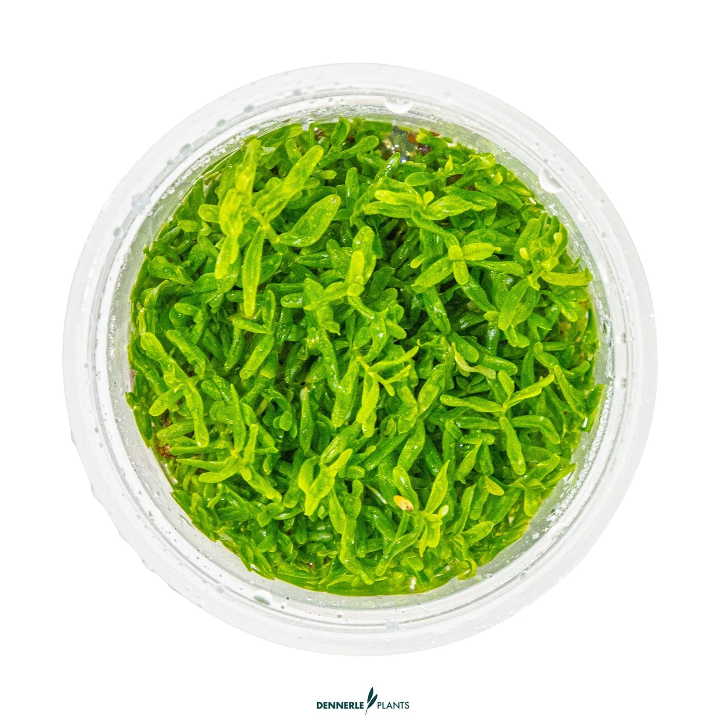 Rotala rotundifolia 'Green'