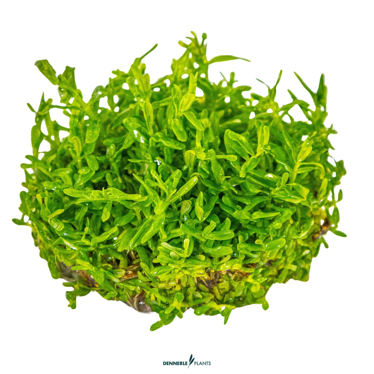 Rotala rotundifolia 'Green'