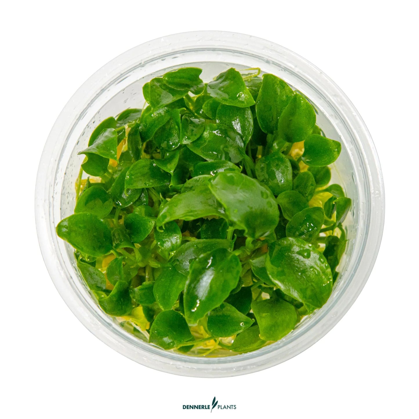 Schismatoglottis Prietoi