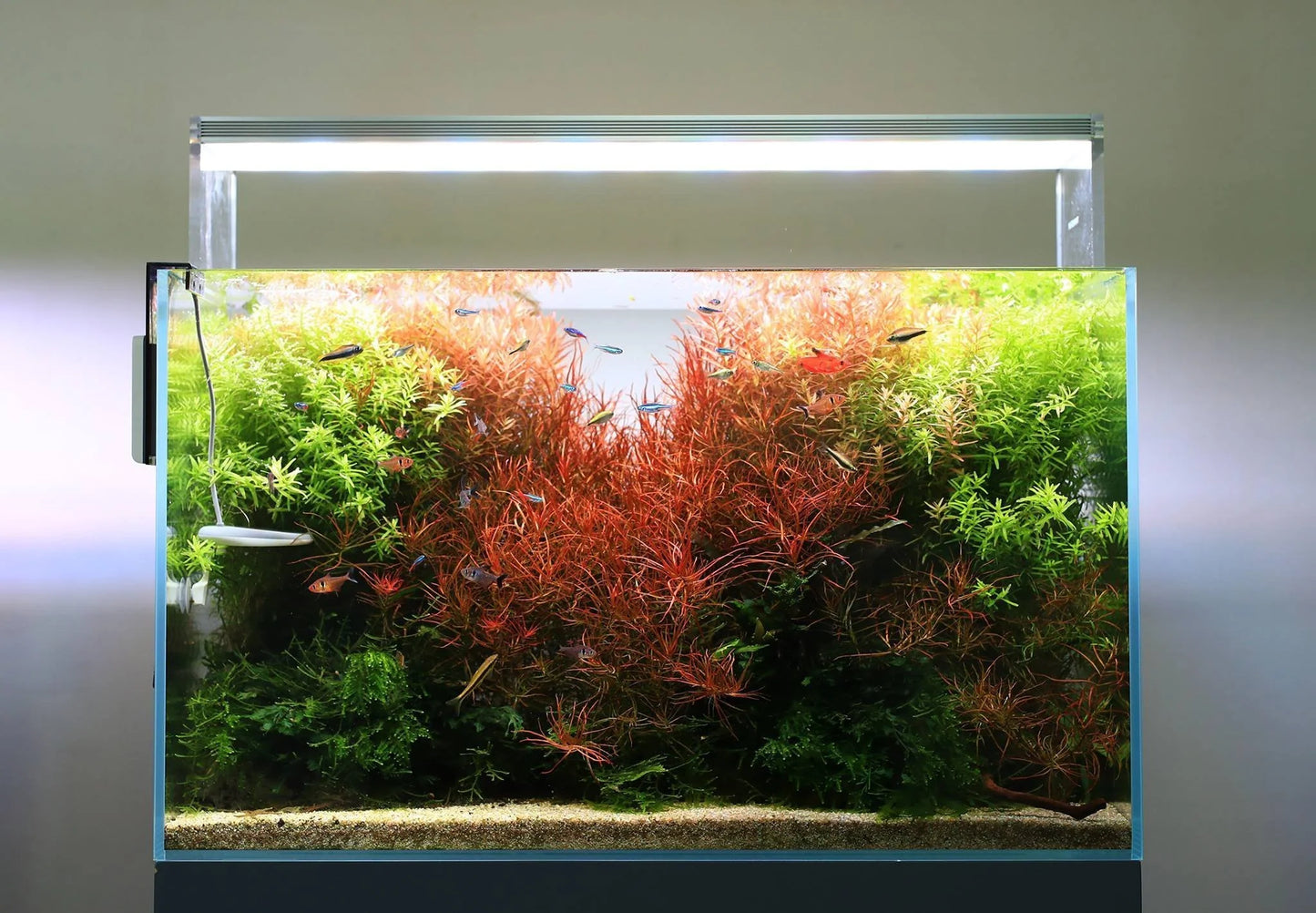 Twinstar 600EC Version 3.7 LED Aquarium light