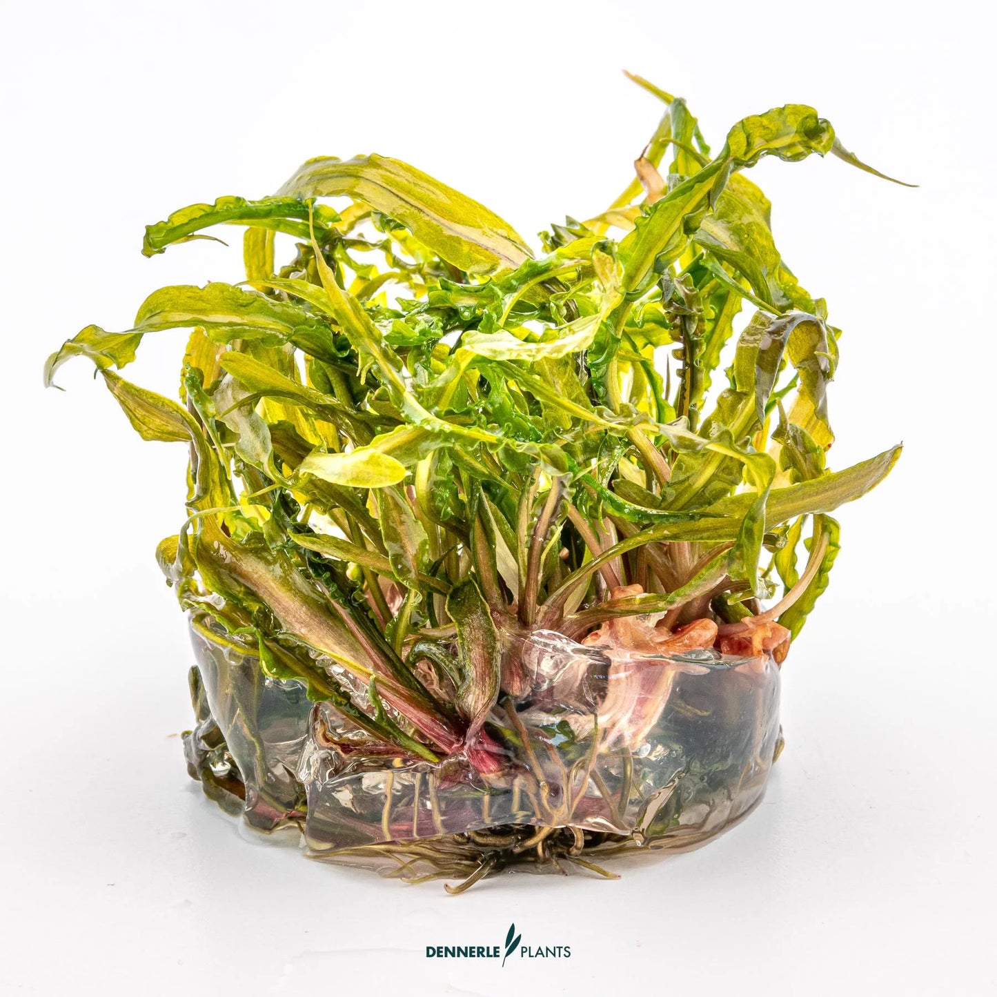 Cryptocoryne crispatula