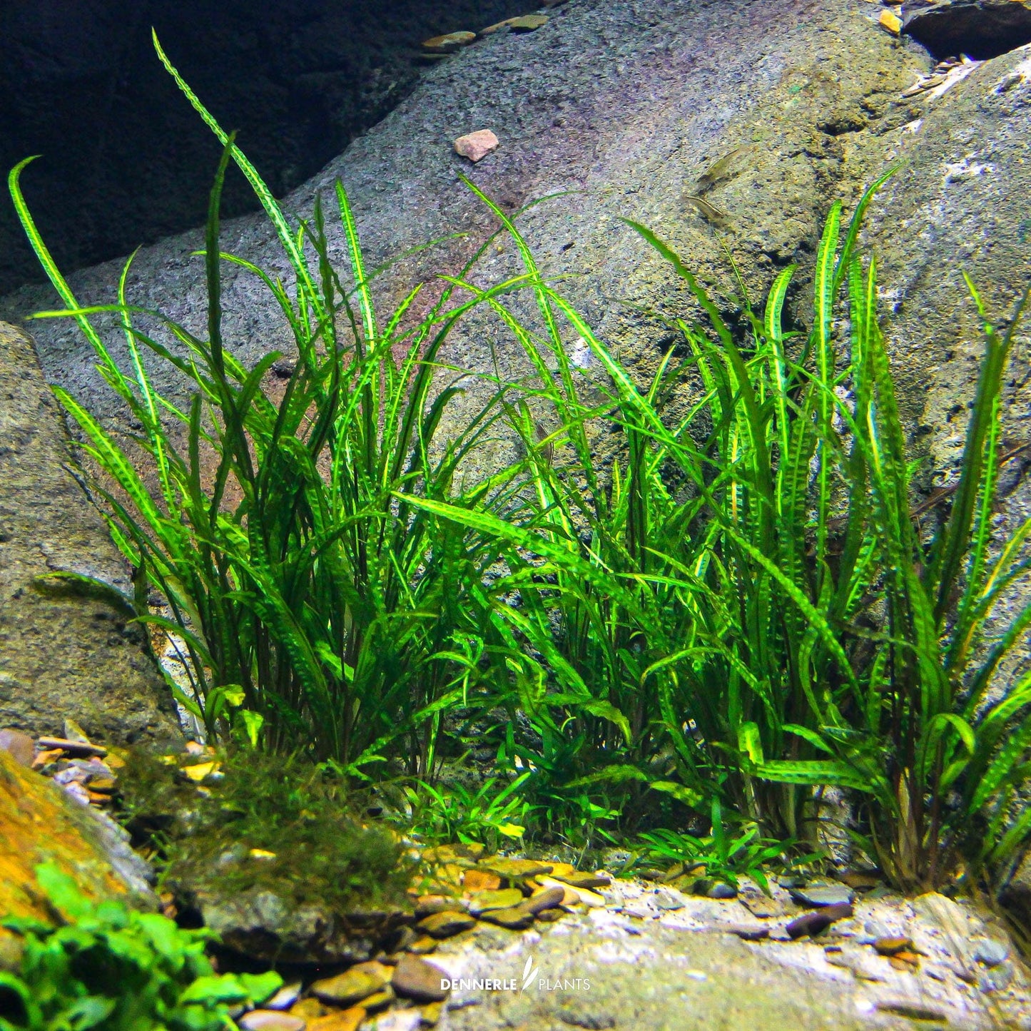 Cryptocoryne crispatula
