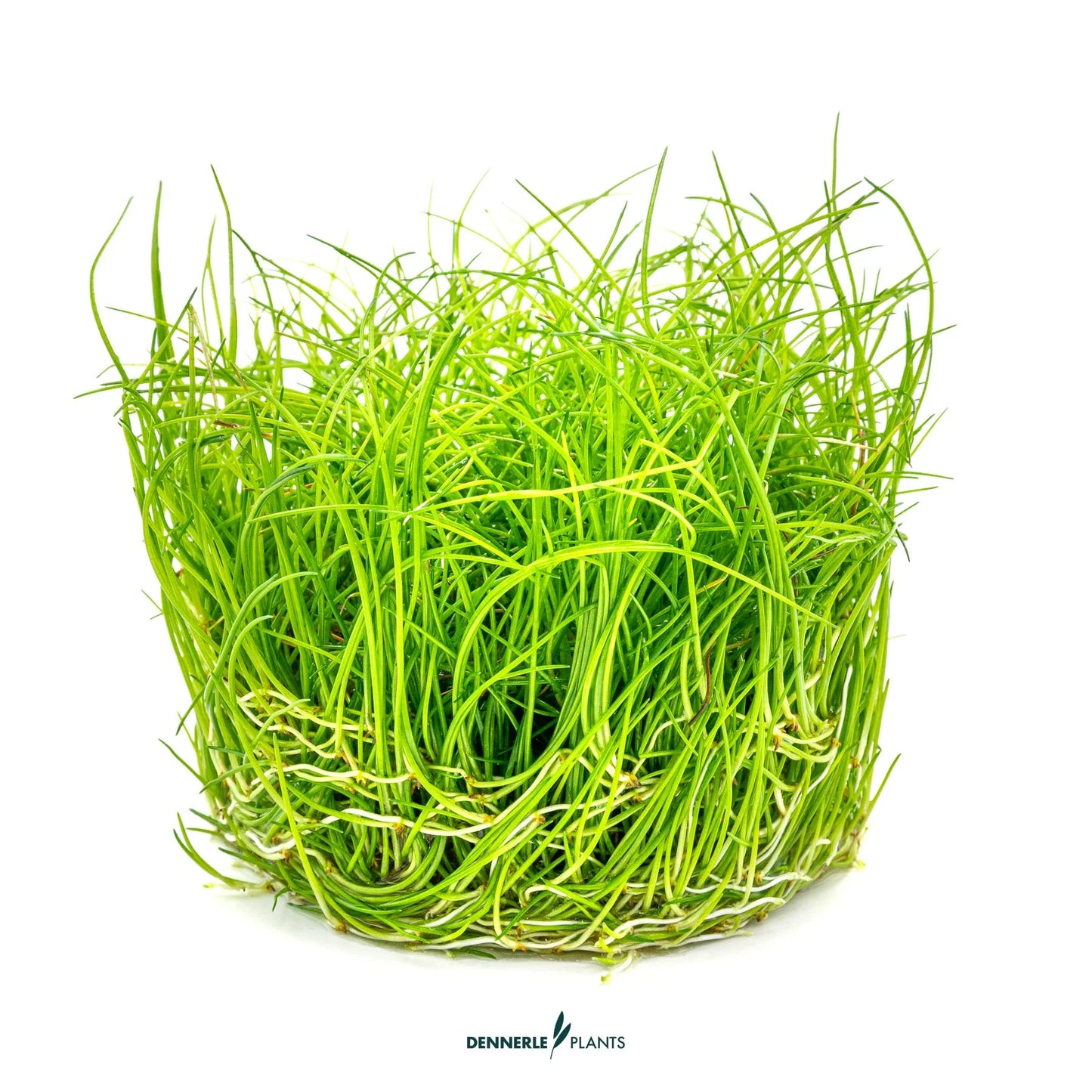 Eleocharis pusilla