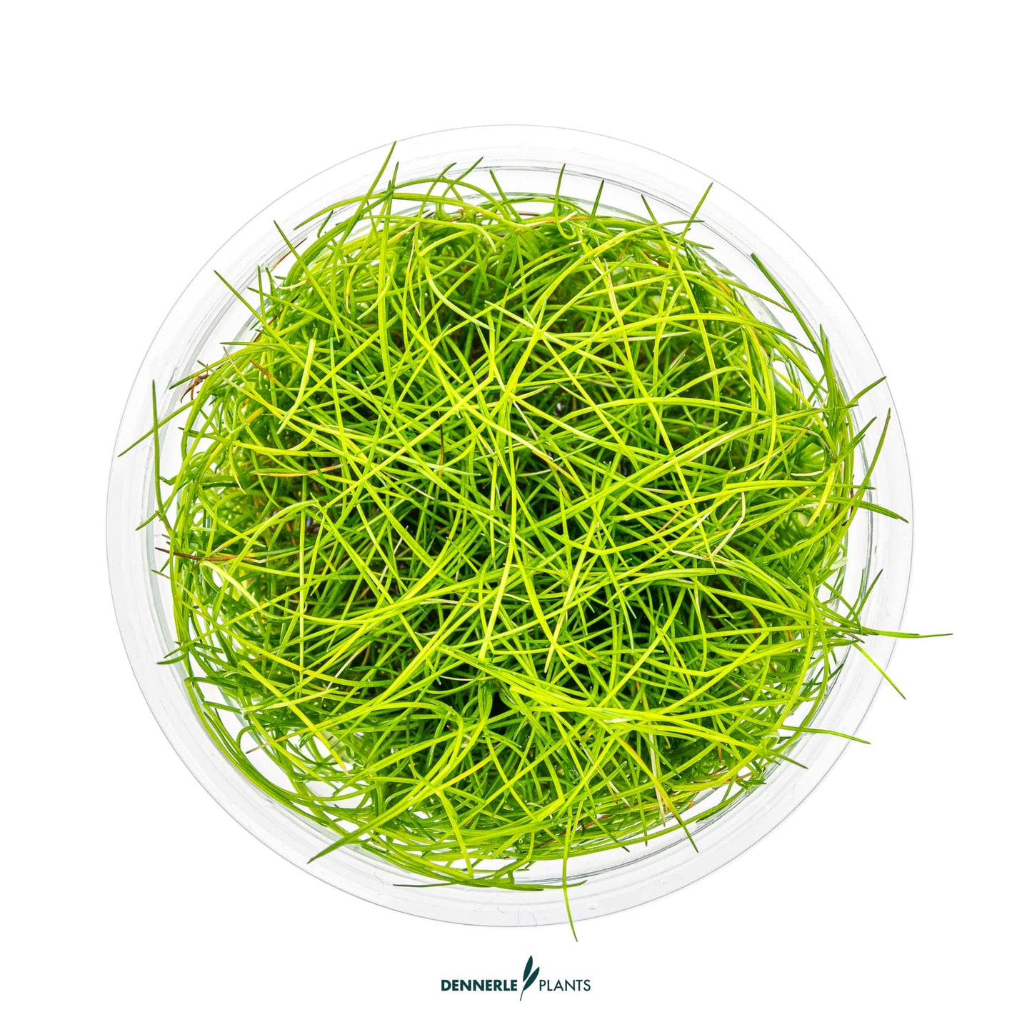 Eleocharis pusilla