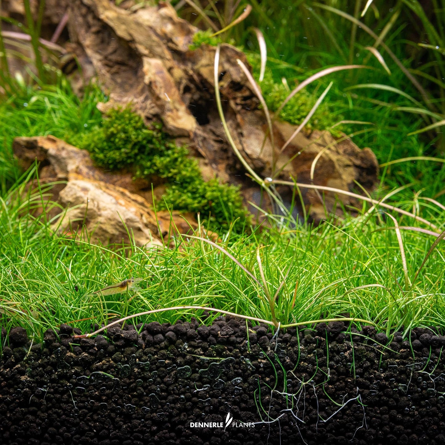 Eleocharis pusilla