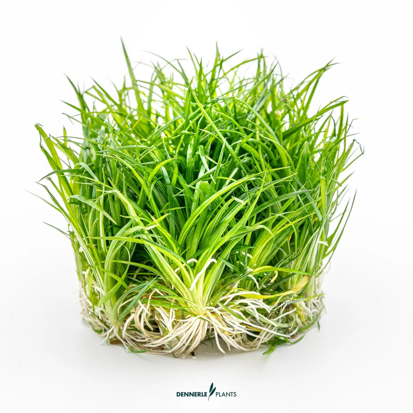 Eriocaulon cinereum