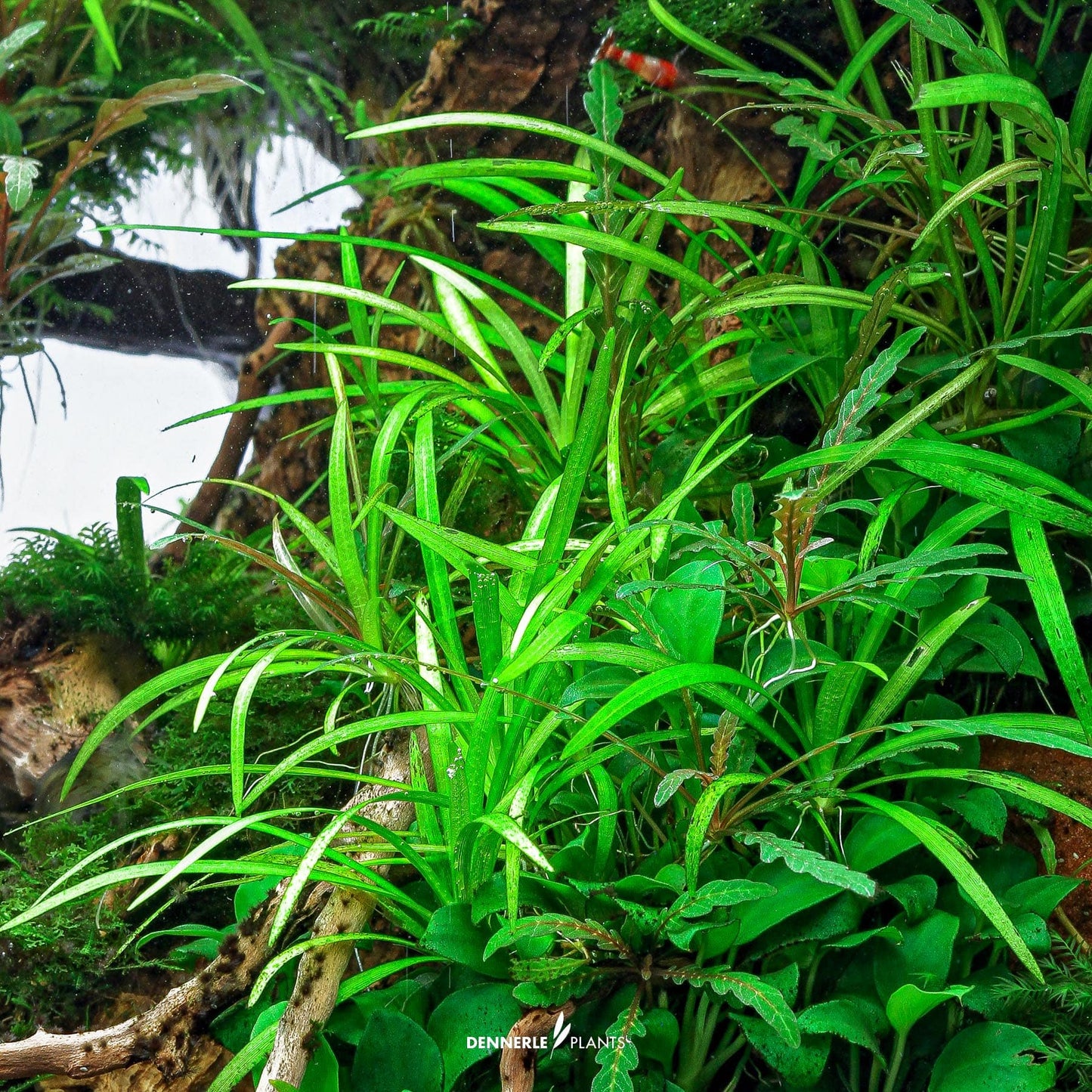 Helanthium tenellum 'Green'