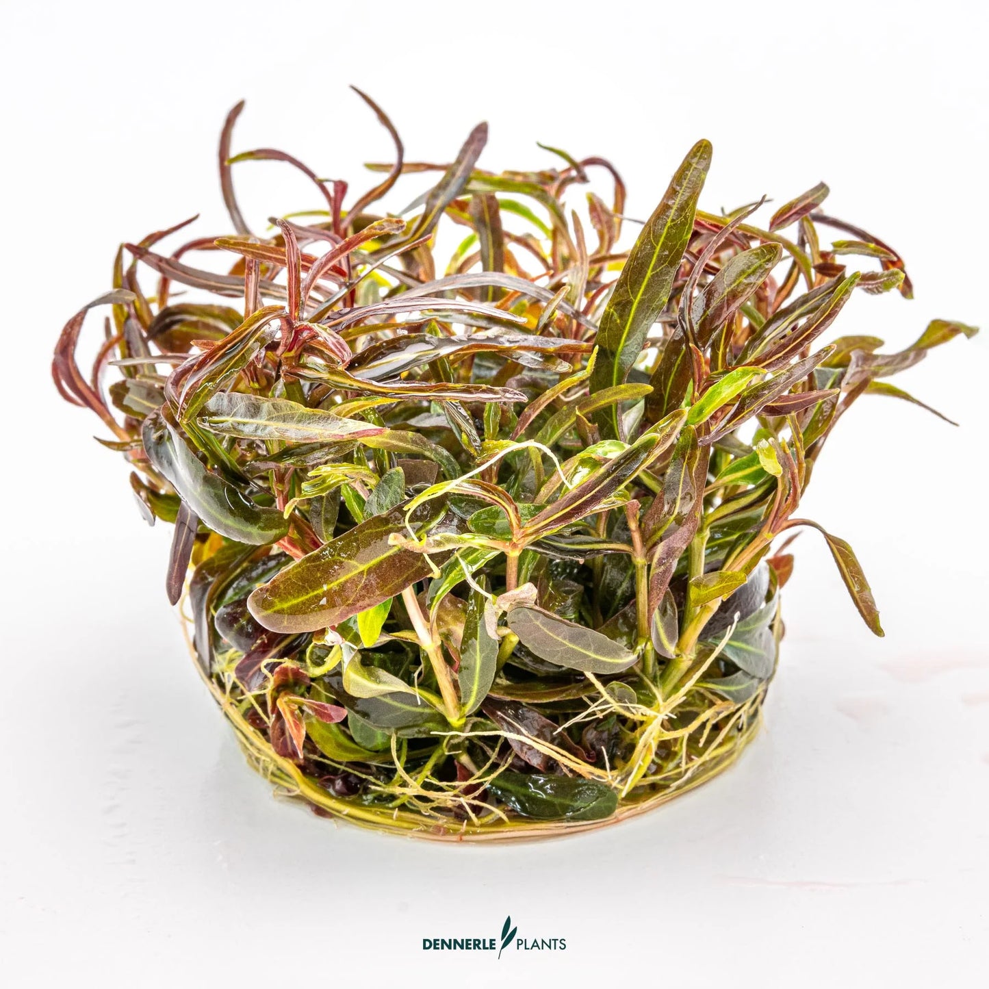 Hygrophila lancea 'Araguaia'